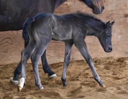 Out of My Wild Invitation by Invitation Only and out of Wildly Available (half sis to Makin Me Willy Wild and full sis (?) to She Had Me Hello)  Owned by Jen Smith and Seth Dawson 