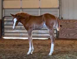 Colt out of Willie’s Lilly Loper by Winnies Willy and out of Invite Destiny (earner of 148 AQHA points).  Owned by Jen Smith and Seth Dawson